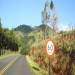  Estrada que liga Socorro-SP à Bueno Brandão-MG<BR />Créditos: Indoviajar - Portal do Turismo