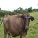  Natureza na Cachoeira dos Luis<BR />Créditos: Indoviajar - Portal do Turismo